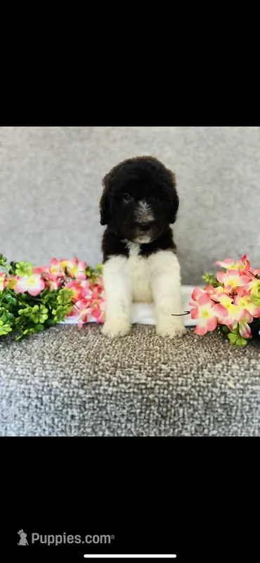 Naomi  – Poodle - Standard , Newfypoo puppy for sale in Burlington, NC