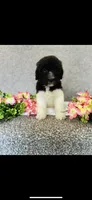 Naomi , a female Poodle - Standard  and Newfypoo for sale in Burlington, NC – 5 of 10