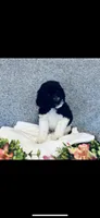 Micah , a male Poodle - Standard  and Newfypoo for sale in Burlington, NC – 8 of 10