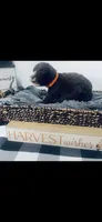 Burke , a male Poodle - Standard  and Newfypoo for sale in Burlington, NC – 4 of 4