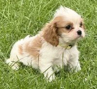 Loki, a male Cavalier King Charles Spaniel for sale in Longmont, CO – 10 of 10