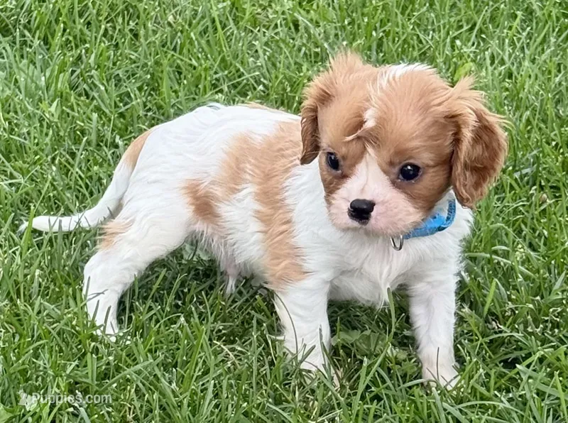 Liam – Cavalier King Charles Spaniel puppy for sale in Longmont, CO
