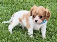 Liam, a male Cavalier King Charles Spaniel for sale in Longmont, CO – 1 of 10