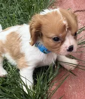 Liam, a male Cavalier King Charles Spaniel for sale in Longmont, CO – 10 of 10