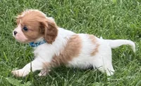 Liam, a male Cavalier King Charles Spaniel for sale in Longmont, CO – 9 of 10