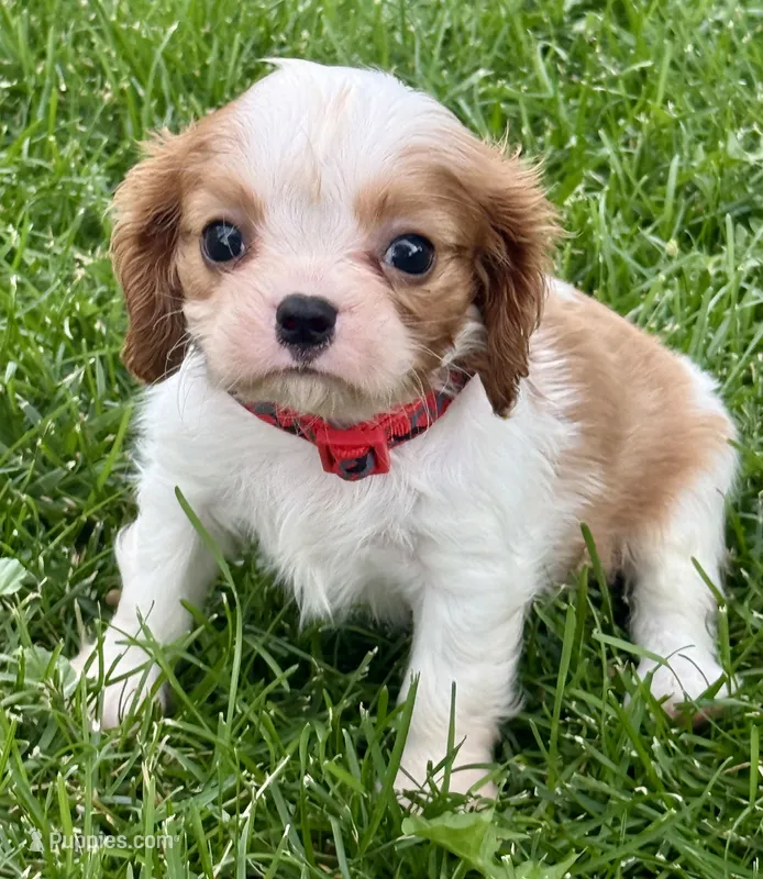 Lester – Cavalier King Charles Spaniel puppy for sale in Longmont, CO