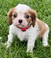 Lester, a male Cavalier King Charles Spaniel for sale in Longmont, CO – 1 of 10