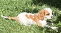 Loki, a male Cavalier King Charles Spaniel for sale in Longmont, CO – 3 of 10