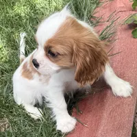Loki, a male Cavalier King Charles Spaniel for sale in Longmont, CO – 6 of 10
