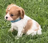 Liam, a male Cavalier King Charles Spaniel for sale in Longmont, CO – 3 of 10