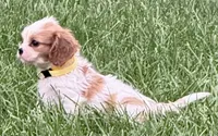Loki, a male Cavalier King Charles Spaniel for sale in Longmont, CO – 4 of 10