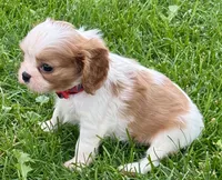Lester, a male Cavalier King Charles Spaniel for sale in Longmont, CO – 5 of 10