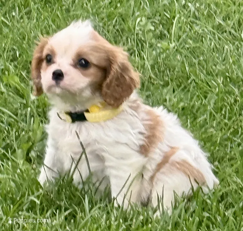 Loki – Cavalier King Charles Spaniel puppy for sale in Longmont, CO