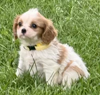 Loki, a male Cavalier King Charles Spaniel for sale in Longmont, CO – 2 of 10