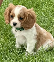 Viggo, a male Cavalier King Charles Spaniel for sale in Longmont, CO – 2 of 10