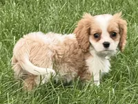 Vino, a male Cavalier King Charles Spaniel for sale in Longmont, CO – 2 of 9