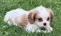 Loki, a male Cavalier King Charles Spaniel for sale in Longmont, CO – 9 of 10