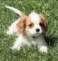 Loki, a male Cavalier King Charles Spaniel for sale in Longmont, CO – 5 of 10