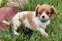 Liam, a male Cavalier King Charles Spaniel for sale in Longmont, CO – 2 of 10