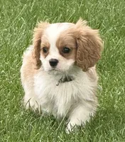 Vino, a male Cavalier King Charles Spaniel for sale in Longmont, CO – 3 of 9