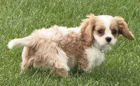 Vino, a male Cavalier King Charles Spaniel for sale in Longmont, CO – 6 of 9