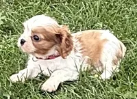 Lester, a male Cavalier King Charles Spaniel for sale in Longmont, CO – 7 of 10