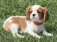 Lester, a male Cavalier King Charles Spaniel for sale in Longmont, CO – 10 of 10