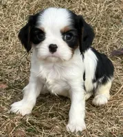 processed/8ccee86e-4573-4f51-9dd3-48b72c2cb46f/listing/4cbbc23e-9773-4957-b4c5-fffe7c018b7c/2779d079-4056-4ef5-99b3-fae8e8b1b551