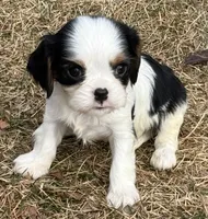 processed/8ccee86e-4573-4f51-9dd3-48b72c2cb46f/listing/4cbbc23e-9773-4957-b4c5-fffe7c018b7c/5565ce47-aff5-4f8e-85aa-26f006cf026c