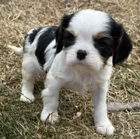 processed/8ccee86e-4573-4f51-9dd3-48b72c2cb46f/listing/4cbbc23e-9773-4957-b4c5-fffe7c018b7c/66a5a0f6-02da-40f6-a18b-ec1242f5045a