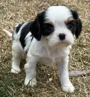 processed/8ccee86e-4573-4f51-9dd3-48b72c2cb46f/listing/4cbbc23e-9773-4957-b4c5-fffe7c018b7c/f79ed679-1b46-49fc-883a-c281eaf40f4d