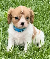 Liam, a male Cavalier King Charles Spaniel for sale in Longmont, CO – 4 of 10