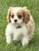 Vino, a male Cavalier King Charles Spaniel for sale in Longmont, CO – 7 of 9