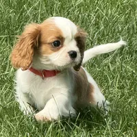 Lester, a male Cavalier King Charles Spaniel for sale in Longmont, CO – 6 of 10