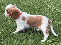 Lester, a male Cavalier King Charles Spaniel for sale in Longmont, CO – 4 of 10