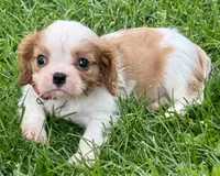 Lester, a male Cavalier King Charles Spaniel for sale in Longmont, CO – 6 of 10