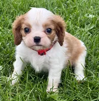 Lester, a male Cavalier King Charles Spaniel for sale in Longmont, CO – 2 of 10
