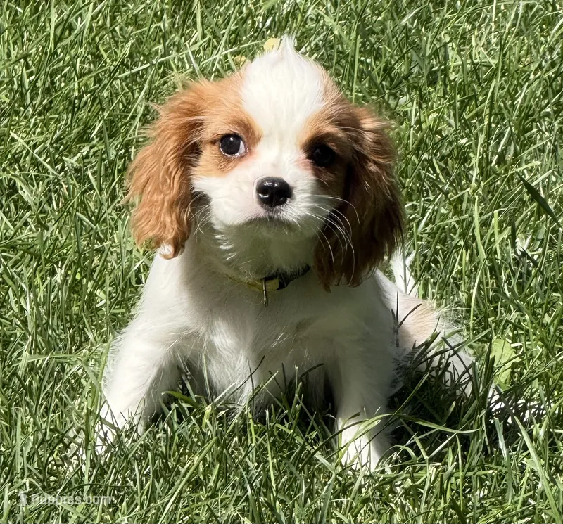 Loki – Cavalier King Charles Spaniel puppy for sale in Longmont, CO