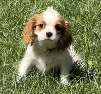 Loki, a male Cavalier King Charles Spaniel for sale in Longmont, CO – 1 of 10