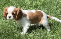 Lester, a male Cavalier King Charles Spaniel for sale in Longmont, CO – 3 of 10