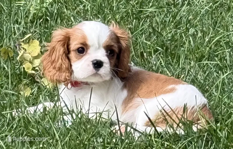 Lester – Cavalier King Charles Spaniel puppy for sale in Longmont, CO
