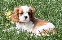 Lester, a male Cavalier King Charles Spaniel for sale in Longmont, CO – 9 of 10