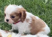 Lester, a male Cavalier King Charles Spaniel for sale in Longmont, CO – 8 of 10