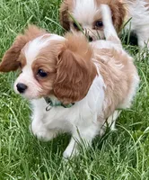 Viggo, a male Cavalier King Charles Spaniel for sale in Longmont, CO – 7 of 10