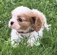 Lester, a male Cavalier King Charles Spaniel for sale in Longmont, CO – 3 of 10