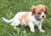 Liam, a male Cavalier King Charles Spaniel for sale in Longmont, CO – 7 of 10