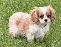 Vino, a male Cavalier King Charles Spaniel for sale in Longmont, CO – 9 of 9