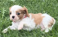 Lester, a male Cavalier King Charles Spaniel for sale in Longmont, CO – 4 of 10