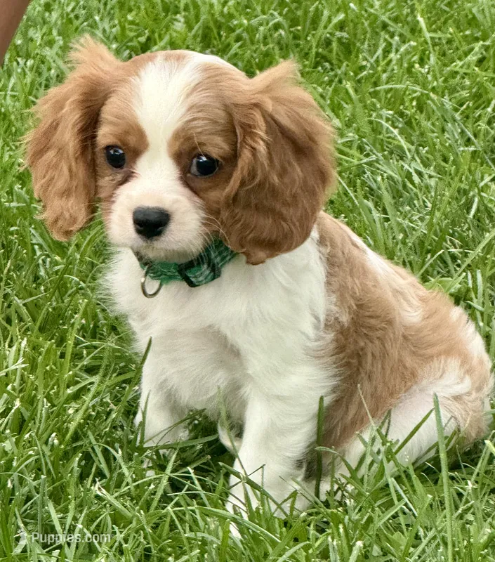 Viggo – Cavalier King Charles Spaniel puppy for sale in Longmont, CO