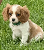 Viggo, a male Cavalier King Charles Spaniel for sale in Longmont, CO – 5 of 10